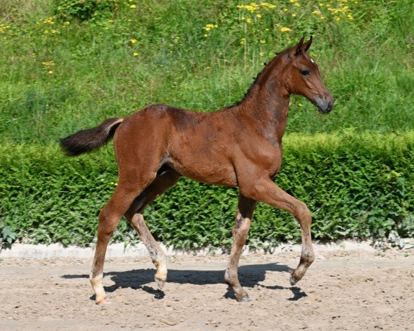 Fohlen von Uriel (Deutsches Sportpferd, 2024, von Uriko)