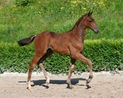 foal by Uriel (German Sport Horse, 2024, from Uriko)