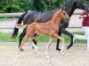 foal by Veritas (German Sport Horse, 2024, from DSP VA Bene)