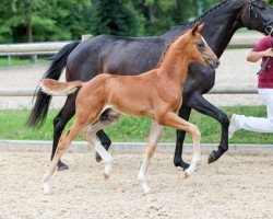 foal by Veritas (German Sport Horse, 2024, from DSP VA Bene)