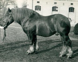 Pferd Kemal Pascha (Rheinisch-Deutsches Kaltblut, 1925, von Kemmel RS 494)