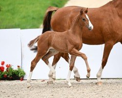 foal by Bond Girl (German Sport Horse, 2024, from Bouwinghausen)