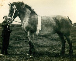 broodmare Malta (Rhenish-German Cold-Blood,  , from Herold RS 60)