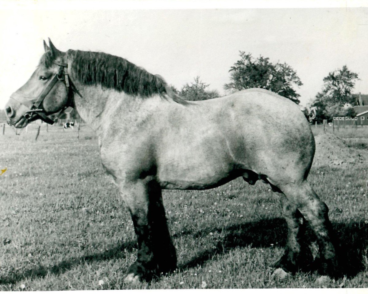 Deckhengst Gamin du Onze RS (S) 362 (Brabanter/Belgisches Kaltblut, 1937, von Espoir de Quaregnon B.S.)