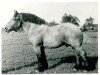 stallion Gamin du Onze RS (S) 362 (Brabant/Belgian draft horse, 1937, from Espoir de Quaregnon B.S.)