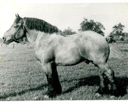 stallion Gamin du Onze RS (S) 362 (Brabant/Belgian draft horse, 1937, from Espoir de Quaregnon B.S.)