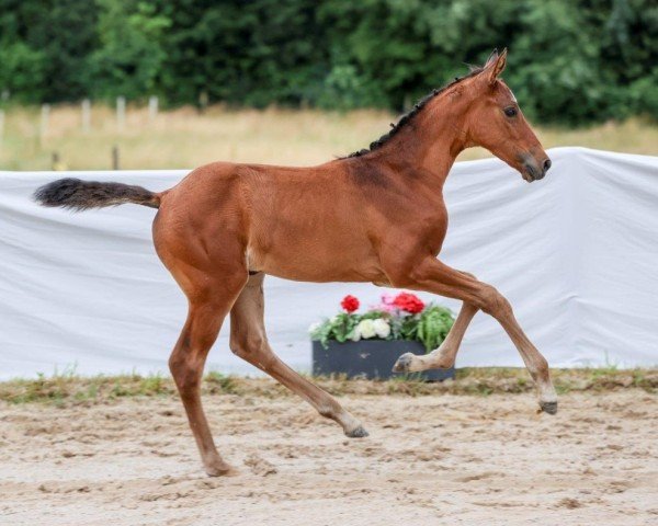 Fohlen von Pipalotta (Deutsches Sportpferd, 2024, von Quite Great)