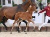 foal by Vaiana (German Sport Horse, 2024, from Vangelis)