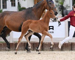 foal by Vaiana (German Sport Horse, 2024, from Vangelis)