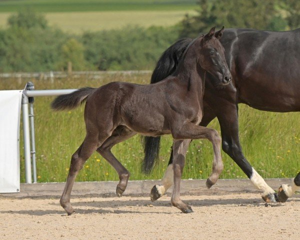 foal Great Gatsby (German Sport Horse, 2024, from Glamourdale)