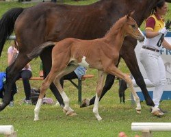 foal by El Niño (German Sport Horse, 2024, from Esmeraldo FM)