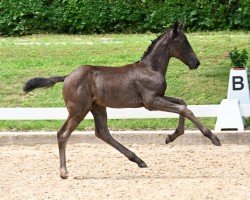 foal Only Rock'n Roll (German Sport Horse, 2024, from Opoque)