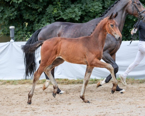 foal Vancouver (German Sport Horse, 2024, from DSP VA Bene)