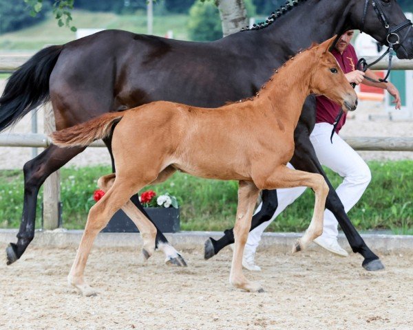 foal by Voulez-Vous (German Sport Horse, 2024, from DSP VA Bene)