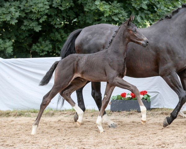 Fohlen Simsalabim (Deutsches Sportpferd, 2024, von Sebastino PS)