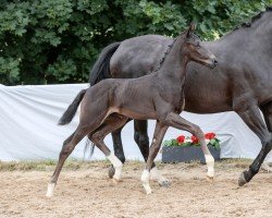 foal Simsalabim (German Sport Horse, 2024, from Sebastino PS)