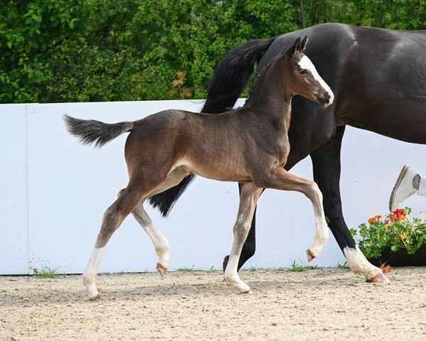 foal by Eyeline (German Sport Horse, 2024, from Esperanto)