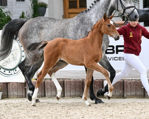 foal Curikala (German Sport Horse, 2024, from Comilfo Plus Z)