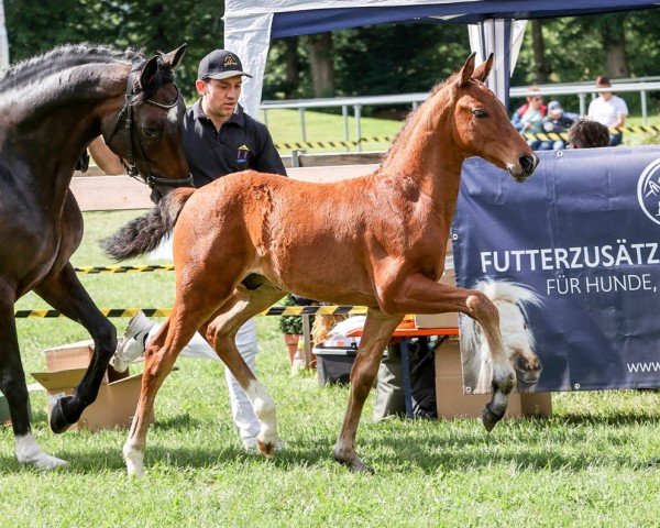 foal by Veritabel (German Sport Horse, 2024, from Vangelis)