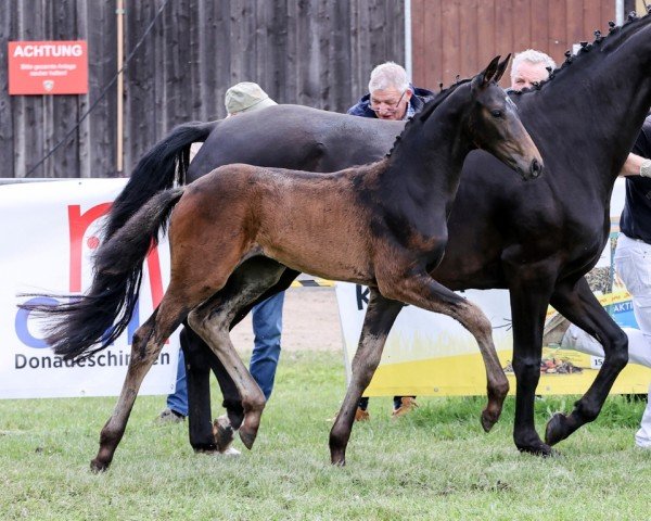 Fohlen von Fair Lady (Deutsches Sportpferd, 2024, von Birkhof's Fair Game OLD)