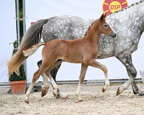 foal by Bagis Dreamer (German Riding Pony, 2024, from Daydreamer)