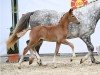 foal by Bagis Dreamer (German Riding Pony, 2024, from Daydreamer)