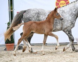 Fohlen von Bagis Dreamer (Deutsches Reitpony, 2024, von Daydreamer)