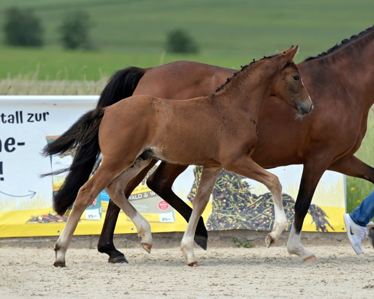 dressage horse C'Esta (German Riding Pony, 2024, from Cosmopolitan NRW)
