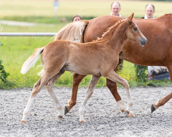 foal by Dux (German Riding Pony, 2024, from Fuchshofs Dondyke)