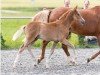 foal by Dux (German Riding Pony, 2024, from Fuchshofs Dondyke)