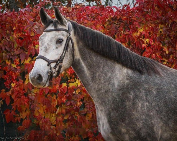 Springpferd Willow Wienna (Deutsches Sportpferd, 2021, von Hickstead Junior)