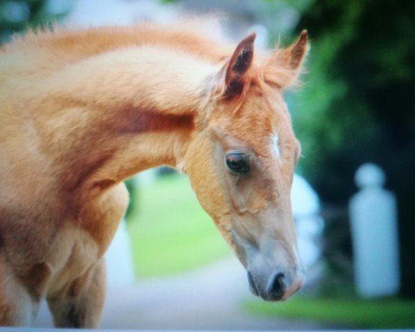 foal by Netflix (German Riding Pony, 2024, from Nottingham WE)