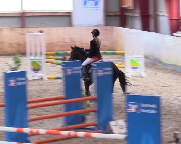 Reitturnier Süderlügum 2024