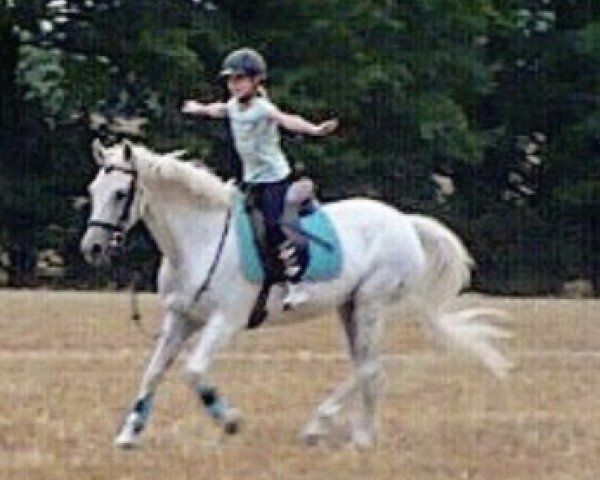 Dressurpferd Bonita 273 (Deutsches Reitpony, 1996, von Brillant)