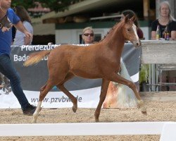 Fohlen Good Day Sunshine (Deutsches Reitpony, 2024, von Wasteins Graciano)