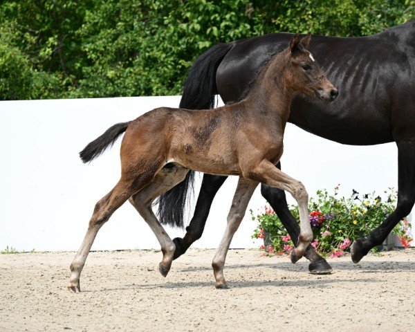 Fohlen von Dorido (Deutsches Sportpferd, 2024, von Dynamic Dream)