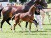 foal by Fienchen (German Sport Horse, 2024, from For Romance I)