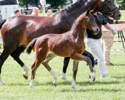 foal by Fienchen (German Sport Horse, 2024, from For Romance I)