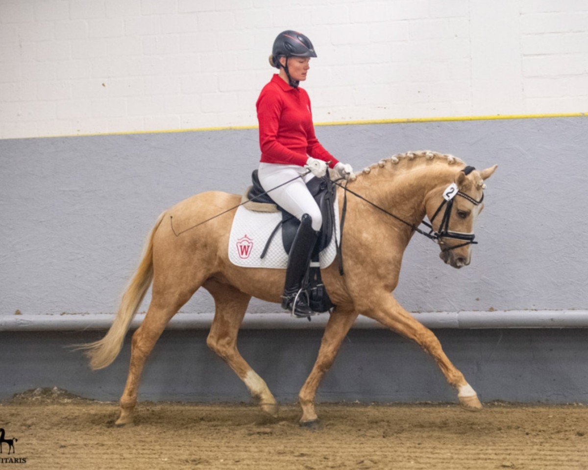 Deckhengst Wasteins Graciano (Deutsches Reitpony, 2016, von Going East)
