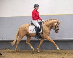 stallion Wasteins Graciano (German Riding Pony, 2016, from Going East)