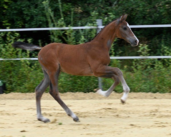 foal by Andante (German Sport Horse, 2024, from Birkhof's Arezzo Man)