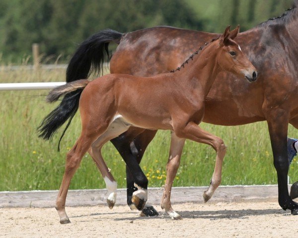 Fohlen von Dollargirl (Deutsches Sportpferd, 2024, von Denzel Vt Meulenhof)