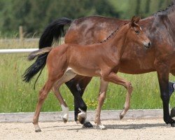 foal by Dollargirl (German Sport Horse, 2024, from Denzel Vt Meulenhof)