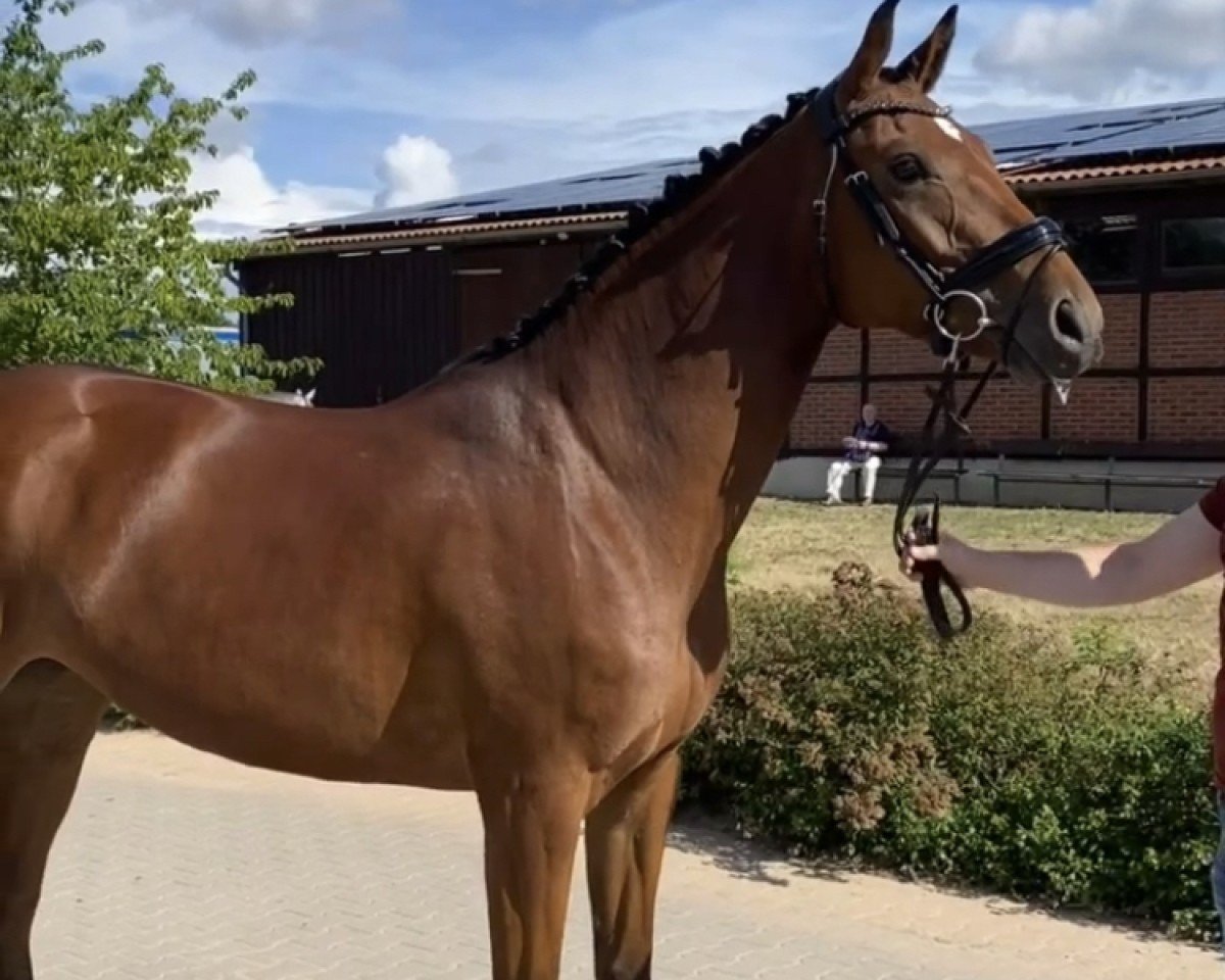 jumper Valhalla L (German Sport Horse, 2019, from Vulkato)
