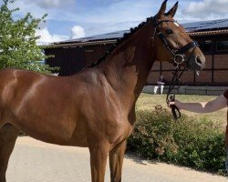 dressage horse Valhalla L (German Sport Horse, 2019, from Vulkato)