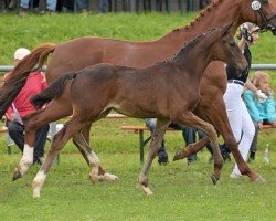 foal by Edelknabe (German Sport Horse, 2024, from Esperanto)