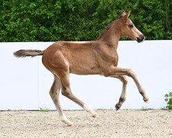 Fohlen von Merci (Deutsches Sportpferd, 2024, von Million Dollar)