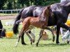 foal by Valentine (German Sport Horse, 2024, from DSP VA Bene)