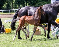 foal by Valentine (German Sport Horse, 2024, from DSP VA Bene)