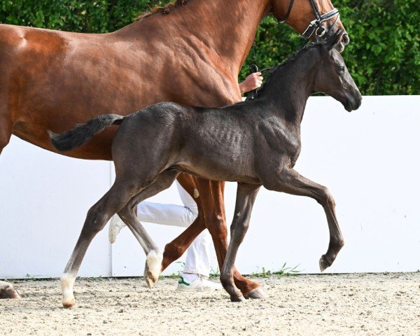 foal Zaubermeister (German Sport Horse, 2024, from Zauberlehrling PS OLD)